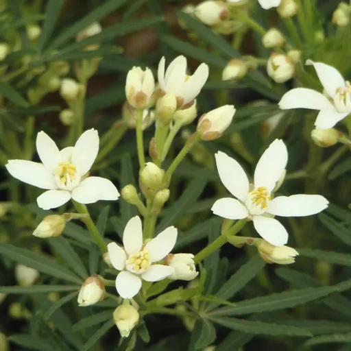 "Orange blossom White Dazzler - Choisya ternata -S- - 7 L pot 30-40 cm image"