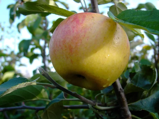 "Apple "Dülmener + Schöner from Nordhausen" 2 varieties on one stem, in a 10L container image"
