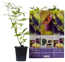 Flower-up 3er-Set Schmetterlingsbüsche 30 - 40 cm