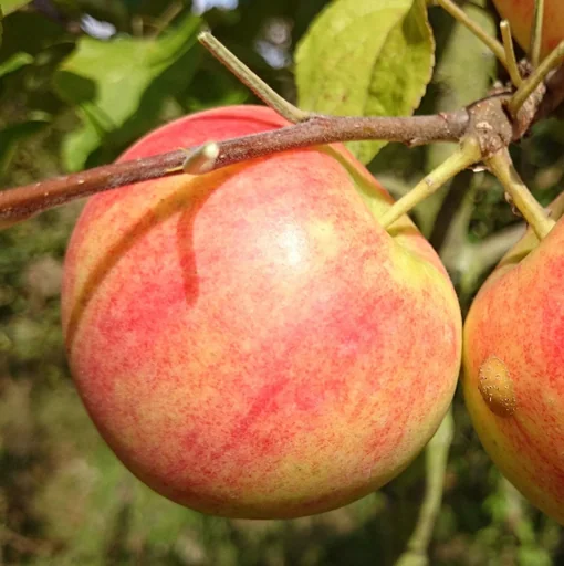 "Apple "Geheimrat Oldenburg" Spindelbusch, in a 5L container image"