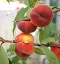 Peach "Sandwich Plate Peach Saturn", 7.5L container
