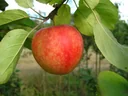 Apple "Cox Orange" bush, in 10L container