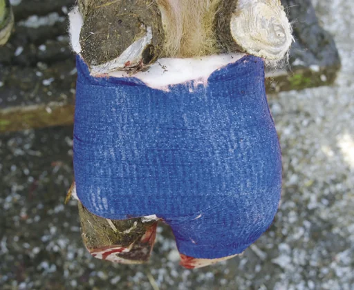 "VetLastic claw bandage, blue, 7.5 cm, self-adhesive image"