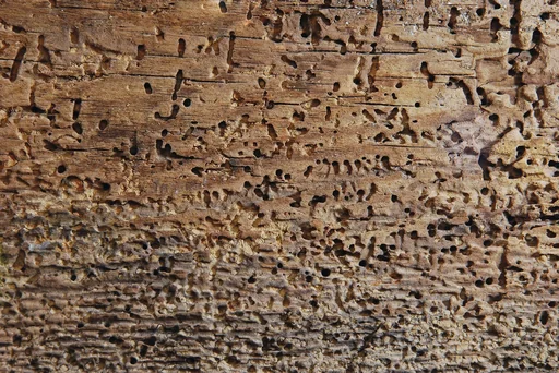 "Woodworm death, 750 ml image"