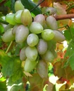 Grapevine "Suffolk Red", 5L container