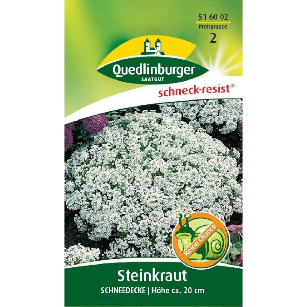 "Steinkraut Schneedecke: Violette Blütenpracht, Bienenfreundlich & Pflegeleicht image"