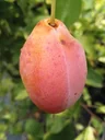 Plum "Tipala" half-standard, in a 10L container, sweet and juicy, easy to stone