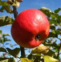 Apple "Pilot" bush, in a 10L container