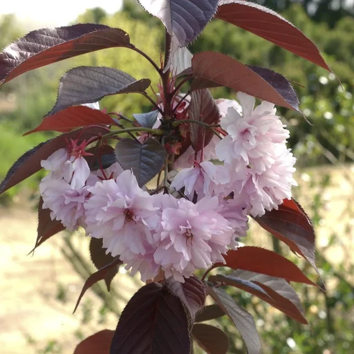 "Japanese Cherry Blossom Royal Burgundy - Prunus serrulata - 7 L pot 60-80 cm image"