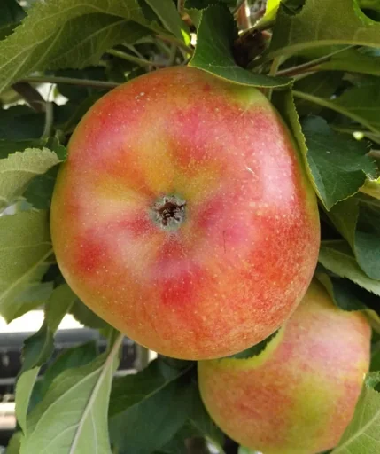 "Columnar apple "Rhapsodie", 7.5L container, aromatic and juicy image"