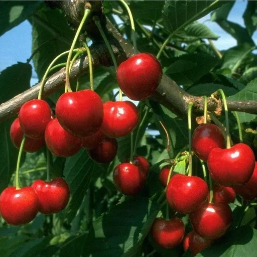 "Sweet cherry "Regina" half-standard, in 10L container, aromatic, small stone image"