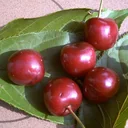 Sweet cherry "Large Black Cartilage Cherry" half-stem, in a 10L container, sweet and tasty