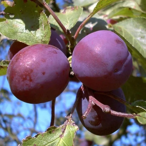 "Greengage "Graf Althans" bush, in a 10L container, very frost-hardy, very good stone removal, very good taste image"