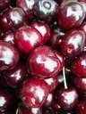 Dwarf sweet cherry "Kordia" bush, in a 10L container, very juicy, quite sweet