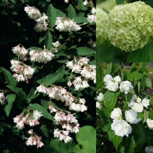 "Flowering shrubs, 40-50 cm tall, 4.6 liter pot, set of 3, 1 x double fragrant garden jasmine "Schneesturm", 1 x double star bush "Plena", 1 x double snowball "Roseum" image"