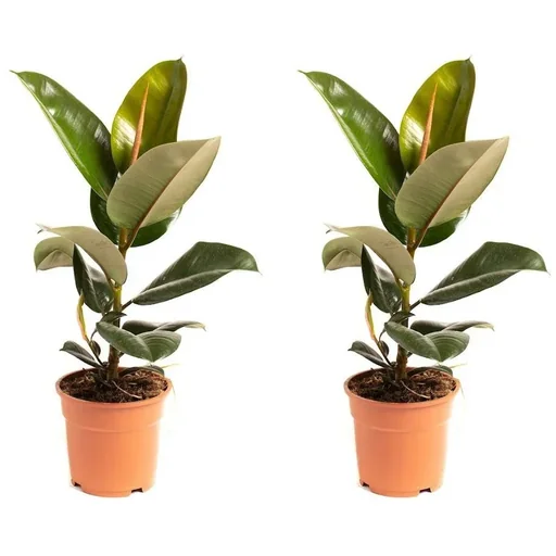 "Flowering Rubber Tree - Ficus Elastica Robusta - Large - 50-60cm - 2 Plants image"