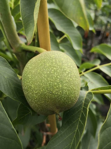 "Walnut "Lara", 10L container image"