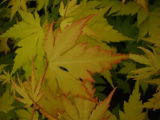 "Japanese maple yellow-leaved Orange Dream - Acer palmatum - 4 L pot 40-60 cm image"