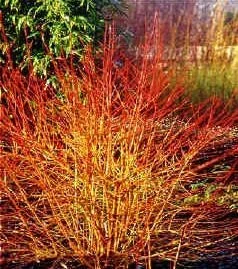 "Red Dogwood Midwinter Fire - Cornus sanguinea - 7.5 L pot 70-80 cm image"