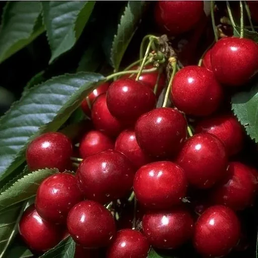 "Sweet cherry "Sunburst" bush, in 10L container, very high juice content, sweet, ripening time medium early image"