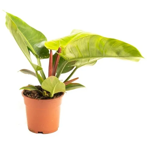 "Blooming Philodendron Imperial Green Large - 50-60cm - 1 piece image"