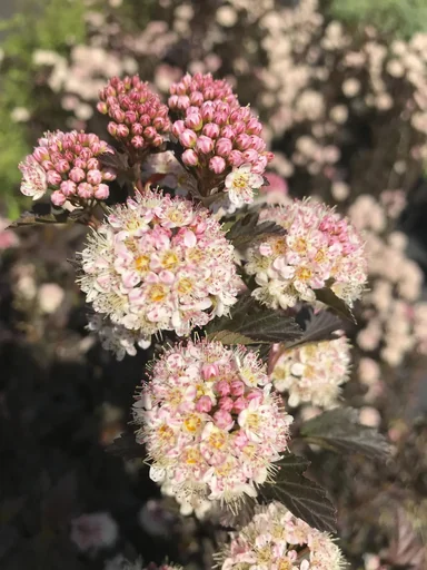 "Pheasant's Spiraea Tiny Wine - Physocarpus opulifolius (Proven Winners) - 7.5 L pot 60-80 cm image"