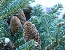 Grafted Korean fir Blue Emperor - Abies koreana - Solitary tree 80-100 cm