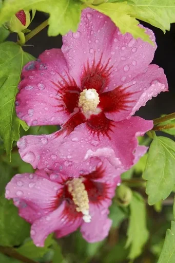 "Hibiscus syriacus Woodbridge - 12 L pot 80-100 cm image"