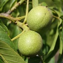 Walnut seedling, 7L container, valuable deciduous tree