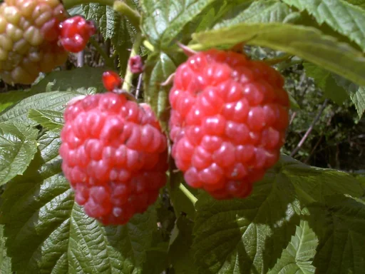 "Raspberry "Autumn Bliss", 5L container image"