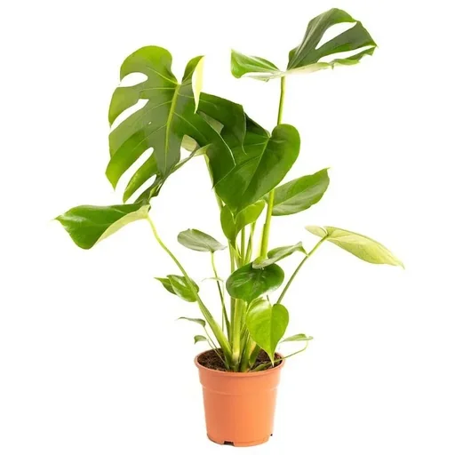 "Flowering Grafting Plant - Monstera Deliciosa - Large - 65-75cm - 1 Piece image"