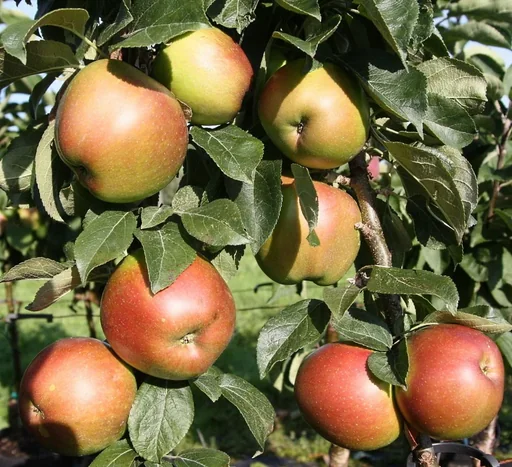 "Columnar apple "Berbat", 7.5L container, juicy, sweet-sour taste image"