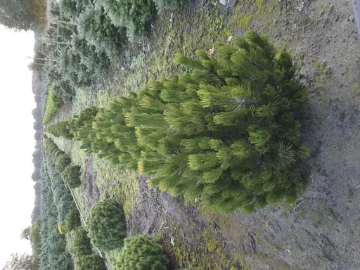"Bosnian pine "Compact Gem", Pinus heldreichii "Compact Gem", 7.5 liter pot, 30-40 cm tall image"