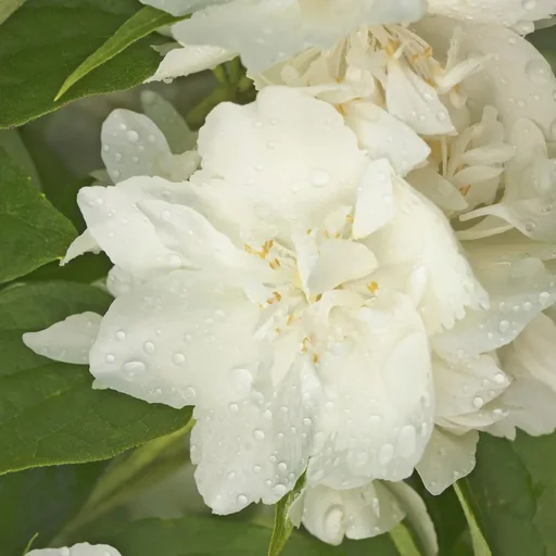 "Philadelphus coronarius, fragrant jasmine - 7.5 L pot 80-100 cm image"