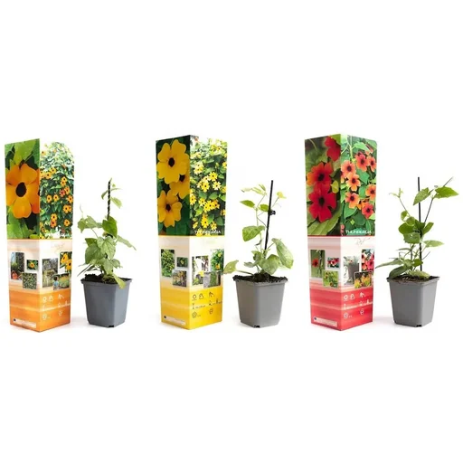 "Flowering Thunbergia set - 3 pieces - 30-38 cm image"