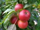 Columnar apple "1a-plant Jarle", 7.5L container, crisp, juicy and aromatic
