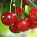 Dwarf sour cherry "Morellini", 10L container, does not require pruning