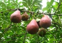 Pear "Red Williams" half-standard, in a 10L container, full-juicy, melting, sweet-sour, aromatic