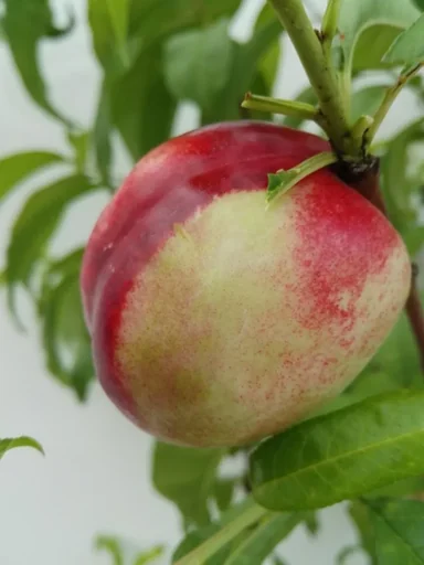"Apricot "Early Orange", 10L container, early ripening, good stone removal, healthy growth, sufficiently frost hardy image"