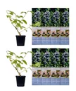 Flower-up set of 8 blueberry plants 30-40 cm