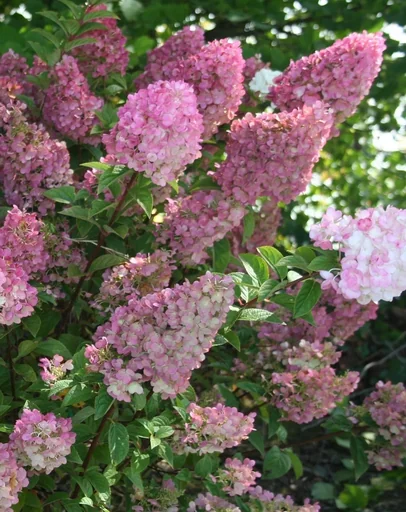 "Panicle Hydrangea "Sundae Fraise", Hydrangea paniculata, 4.6 liter pot, set of 2 image"