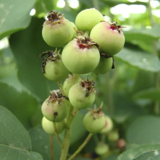"Serviceberry Smoky - Amelanchier alnifolia - 7 L pot 60-80 cm image"