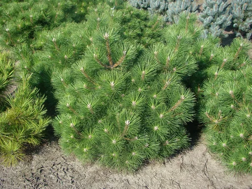 "Japanese black pine, Pinus thunbergii "Maijima", 7 litre pot, 30-40 cm high image"