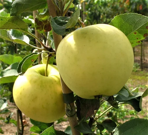 "Apple "White Klarapfel" Spindelbusch, in a 5L container image"