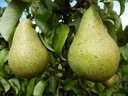 Columnar pear "Condo", 7.5L container, juicy-sweet taste