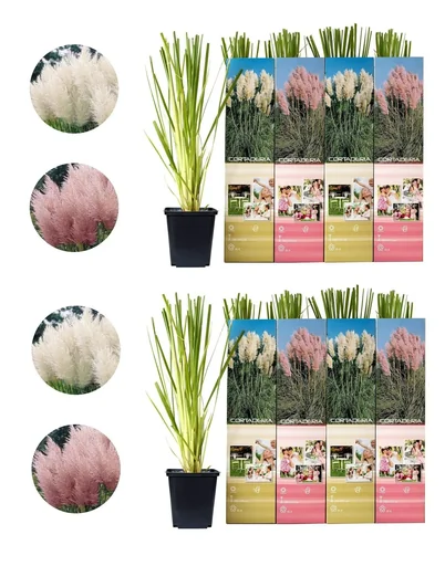 "Flower-up set of 8 pampas grass plants 30-40 cm image"