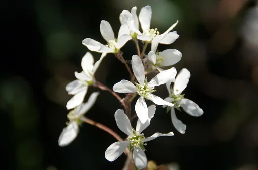 "Copper Serviceberry Amelanchier lamarckii - 7.5 L pot 80-100 cm image"