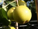 Nashi pear "Nijiseiki" bush, in a 10L container, firm, juicy flesh with a sweet-sour taste