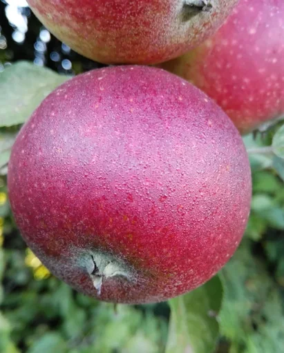"Apple "Ingrid Marie" half-standard, in a 10L container image"