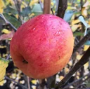 Apple "Rebella" bush, in a 10L container